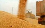 خرید تضمینی گندم از ۷ میلیون تن گذشت خرید تضمینی گندم از ۷ میلیون تن گذشت